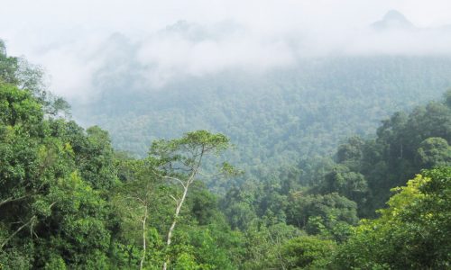 Lâm nghiệp Đạ Huoai 2